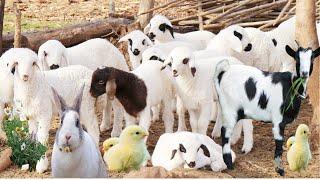 Farm Animals, Sheep Sounds, Funny Cows, Funny Goat Duck, Chicks Song, Little Rabbit