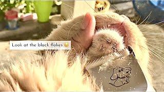 HD Cleaning Cute Cat's Acne: Mucan! (DON'T DO THIS)