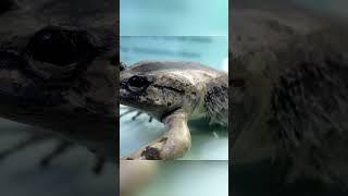Nature’s Most OP Animals – You’ve Never Heard of no. 4