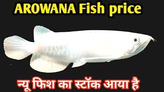 arowana fish price in india | New Aquarium fish Stock with Name's price 2024 | Aquarium fish market,