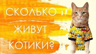 Сколько живут кошки?