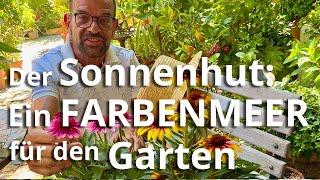 Wunderbarer Sonnenhut – diese Pflanze darf in keinem Garten fehlen!