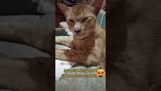 Obat Flu Kucing Ampuh