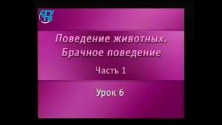 Брачное поведение животных. Урок 1.6. Брачные отношения: моногамия, полигамия, полиандрия