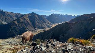 Multi-Day Camping and Hunting Expedition in the Southern Alps: Red stag, Chamois and Tahr