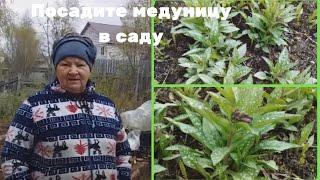 Посадите медуницу в саду