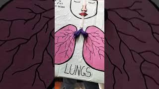 lungs 🫁 project made by kanishka #video #video #kanishkadrawing123