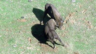 Зубры. Драка. European bison. Fight.