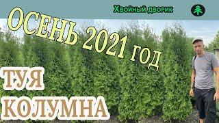 Туя западная колоновидная Колумна. Обзор  интернет-магазина питомника "Хвойный дворик"