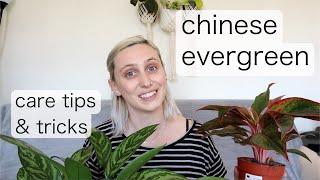 CHINESE EVERGREEN CARE | Aglaonema Care Tips & Tricks