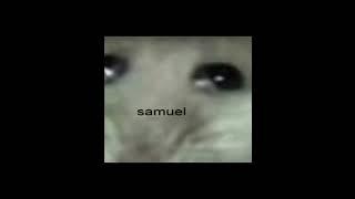 Hampter #samuel #shorts #meme #hampter