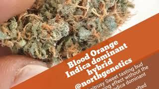 Blood Orange Indica dominant hybrid @northgenetics