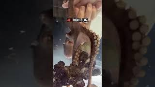 Watch my octopus trade a lid for a snack