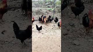 Chicken farming