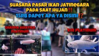 PASAR IKAN HIAS JATINEGARA‼️ 15RB DAPET BANYAK‼️