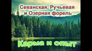 Русская рыбалка 3.9. Севанская, Ручьевая и Озерная форель на Рыбхозе (6 разряд). Карма и опыт.