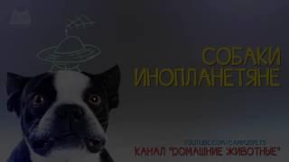 ЛУЧШАЯ ПОДБОРКА ПРИКОЛОВ С ЖИВОТНЫМИ!ПРИКОЛЫ С ЖИВОТНЫМИ!НОВИНКИ 2017!THE BEST SELECTION OF JOKES WI