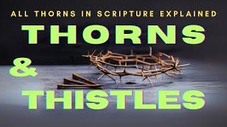 Beyond the Surface: Unraveling Biblical Symbolism of Thorns and Thistles