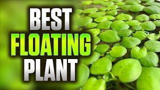 The Best Low-Maintenance Floating Plants For Aquariums (4 Popular Plants Compared And Tested)