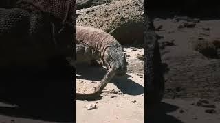 Komodo Dragon Eats Electric Eel!! #worldnewads #eel #comododragon