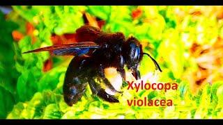 The violet carpenter bee   Xylocopa violacea  VIDEO  by  Theo