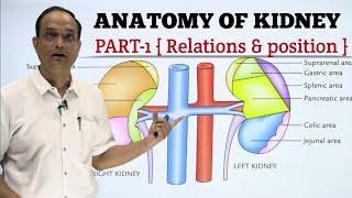 ANATOMY OF KIDNEY : RELATION