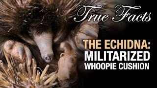 True Facts: The Echidna - Militarized Whoopie Cushion