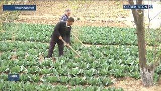 Получение прибыли от приусадебных участков в Кашкадаре