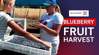 Blueberry fruit harvest by kilograms and pieces: weight, barcode scanner, barcodes.