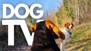 GoPro DogTV | 10hrs of Soothing Virtual Dog Walks Through Tranquil Woodlands  Dog POV