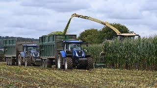 Maize Harvest 2024 - Krone BiG X 1180 and New Hollands