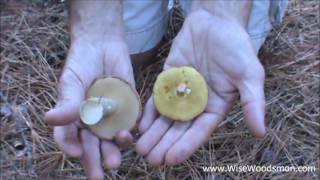 Orange Bolete and Granulated Bolete Comparison - WiseWoodsman.com