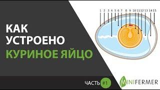 КАК УСТРОЕНО КУРИНОЕ ЯЙЦО ?   \ Часть 1. \ Птицеводам нужно знать - строение яйца