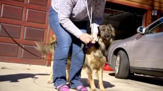 Walk Your Dog With Love Coupaw