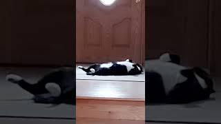 My name is #Oscar I will be 8 years old on May 1st. This is my frequent position  #catsofyoutube