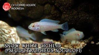 Snow White Cichlid! The pretty "PRINCESS" that everybody love! (Leopard Aquatic I012A)