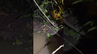 Tiba tiba nongol, untung aja gak pingsan di tempat