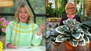 Barbara King 3-Piece Cool Blue Hosta Mixed Live Plants on QVC