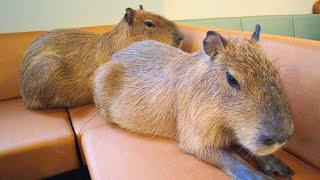 Newly Opened Capybara Cafe in Japan Tokyo  Cafe Capyba