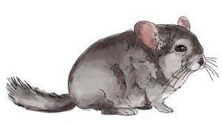 How to draw a Chinchilla