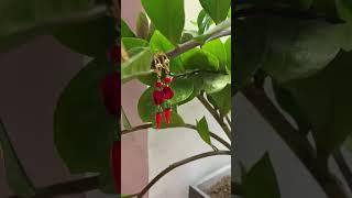 Дизайнерские серьги перчинки #дизайнескиеукрашения #statementearrings