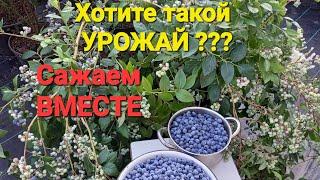 НЮАНСЫ посадки ГОЛУБИКИ, если хотите УРОЖАЙ. Опыт 8 лет