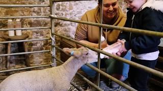 Spring at Old Down - Lambs and Chicks