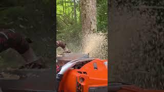 LNS 572xp getting after it. #mitchzenobitrees #chainsaw #husqvarna #572xp