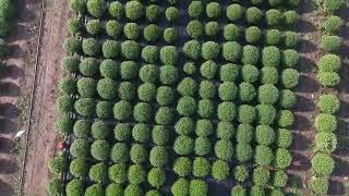 Reportage à l'entreprise d'horticulture Houry, basée à Saint Denis En Val