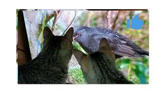 Mis amigos peludos y yo