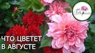 ЧТО ЦВЕТЕТ В АВГУСТЕ