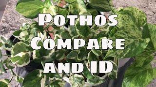 Pothos Njoy, Manjula, Pearls & Jade Marble Queen Compare  Epipremnum Aureum Plant Identification