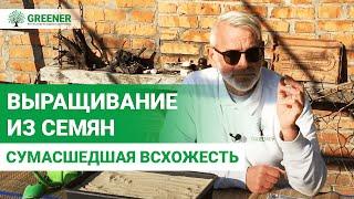 Как правильно выращивать плодовые из семян? ПРОВЕРЕННЫЕ СПОСОБЫ!