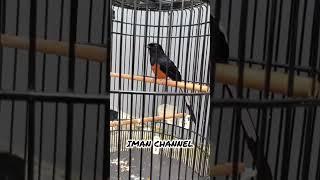 MASTERAN KICAU BURUNG MURAI GACOR ISTIMEWA #suaraburungmurai #burungmuraigacor #shorts